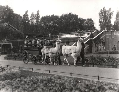 The Llama ride - once a feature at ZSL London Zoo, September, 1923 by Frederick William Bond